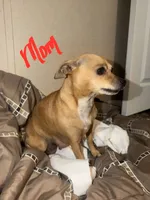 Monkey, a male Chiweenie for sale in Prim, AR – 3 of 6