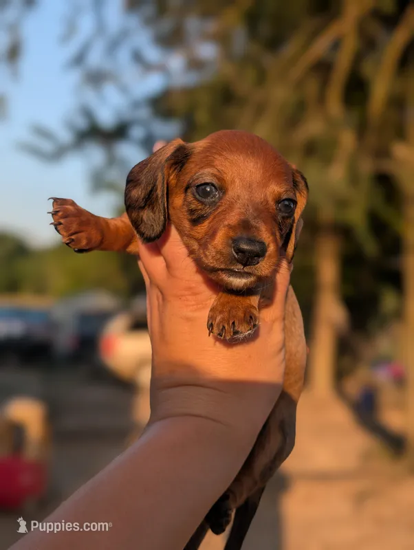 Spade – Miniature Dachshund puppy for sale in Prim, AR