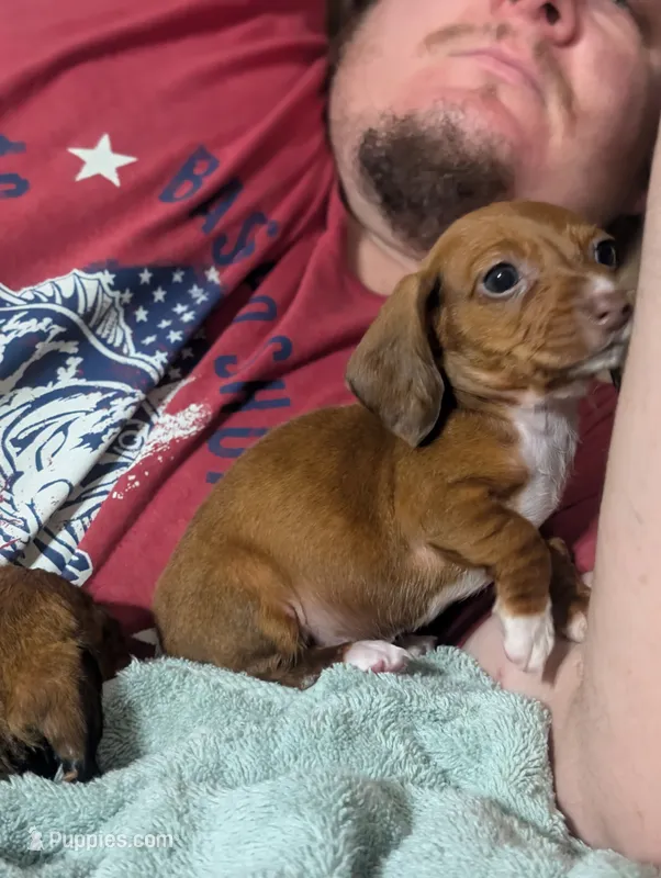 Diamond – Miniature Dachshund puppy for sale in Prim, AR