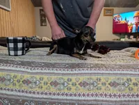 Debra, a female Chihuahua for sale in Prim, AR – 4 of 4