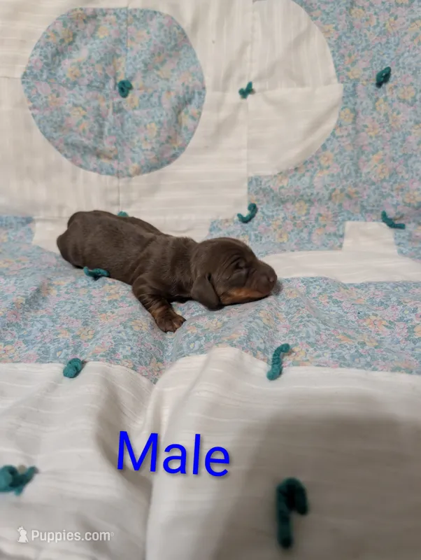 Ace – Miniature Dachshund puppy on hold in Prim, AR
