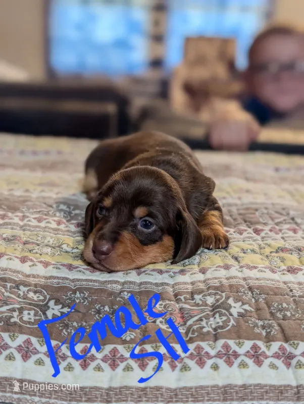 Petunia – Miniature Dachshund puppy for sale in Prim, AR
