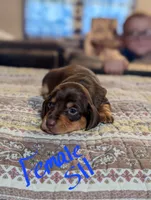 Petunia, a female Miniature Dachshund for sale in Prim, AR – 1 of 4