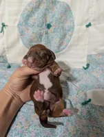 Diamond, a female Miniature Dachshund for sale in Prim, AR – 8 of 9