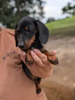 Waylon, a male Miniature Dachshund for sale in Prim, AR – 4 of 6
