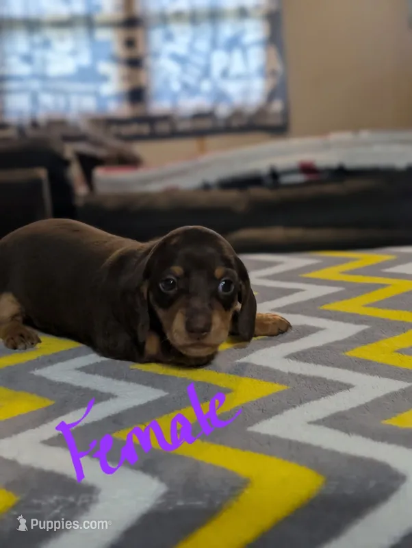 Pearl – Miniature Dachshund puppy for sale in Prim, AR