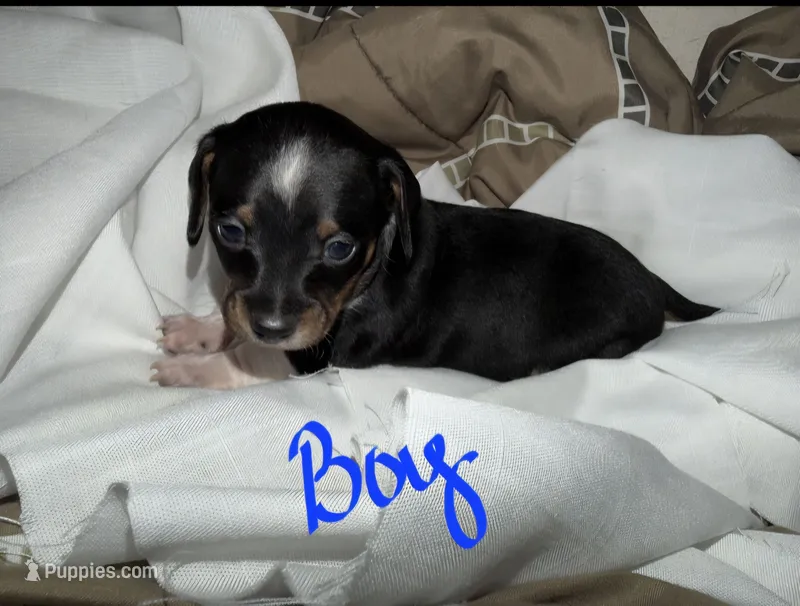 Monkey – Chiweenie puppy for sale in Prim, AR