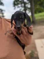 Waylon, a male Miniature Dachshund for sale in Prim, AR – 5 of 6