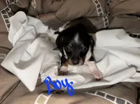 Monkey, a male Chiweenie for sale in Prim, AR – 2 of 6