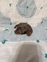 Ace, a male Miniature Dachshund for sale in Prim, AR – 3 of 9