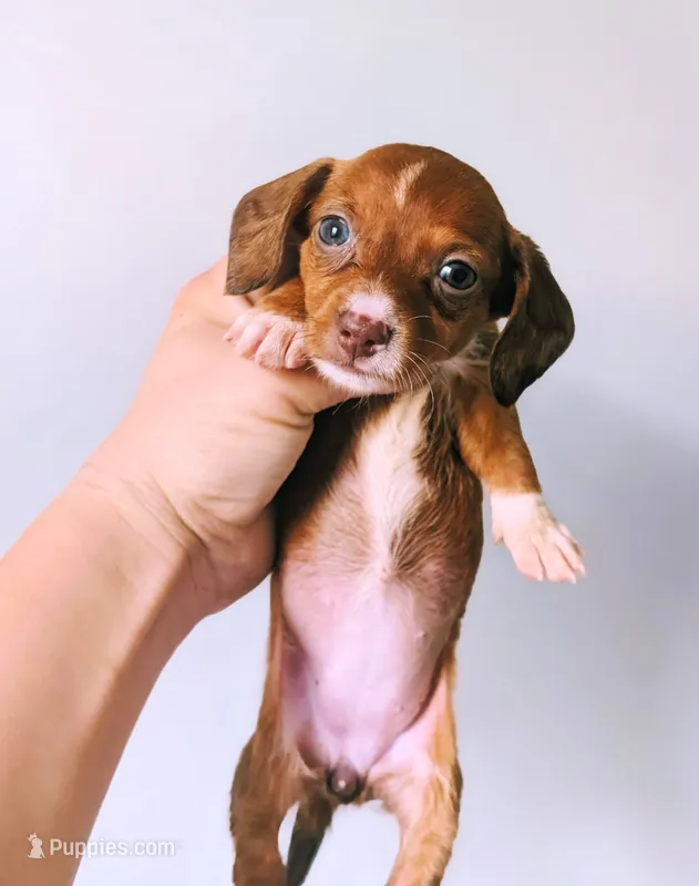 Diamond – Miniature Dachshund puppy for sale in Prim, AR