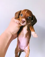 Diamond, a female Miniature Dachshund for sale in Prim, AR – 1 of 5