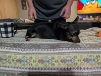 Debra, a female Chihuahua for sale in Prim, AR – 2 of 4