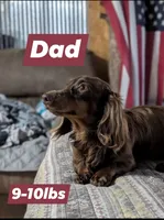 Monkey, a male Chiweenie for sale in Prim, AR – 6 of 6