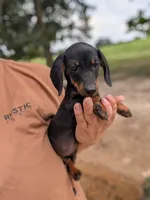 Waylon, a male Miniature Dachshund for sale in Prim, AR – 2 of 6