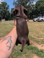 Pearl, a female Miniature Dachshund for sale in Prim, AR – 3 of 7