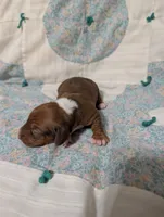 Diamond, a female Miniature Dachshund for sale in Prim, AR – 3 of 9