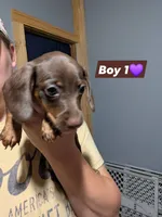 Billy, a male Miniature Dachshund for sale in Prim, AR – 2 of 2
