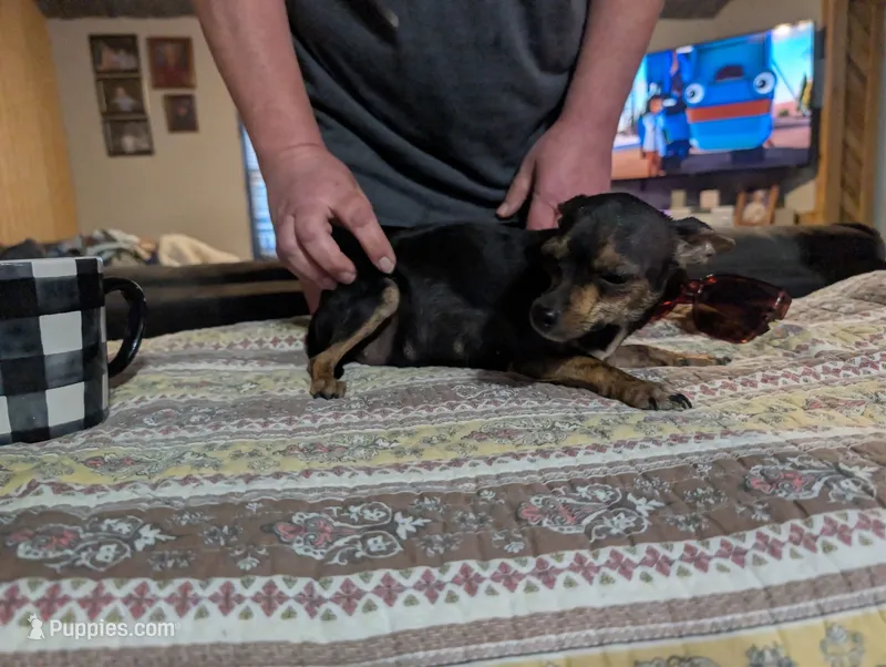 Debra – Chihuahua puppy for sale in Prim, AR