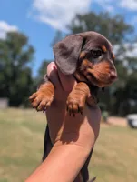 Pearl, a female Miniature Dachshund for sale in Prim, AR – 5 of 7