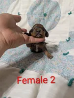 Spade, a female Miniature Dachshund for sale in Prim, AR – 8 of 8
