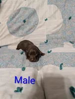 Ace, a male Miniature Dachshund for sale in Prim, AR – 7 of 9