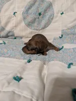 Spade, a female Miniature Dachshund for sale in Prim, AR – 6 of 8