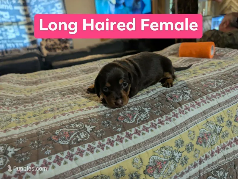 Pearl – Miniature Dachshund puppy for sale in Prim, AR