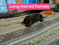 Pearl, a female Miniature Dachshund for sale in Prim, AR – 1 of 3