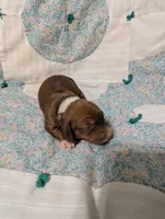 Diamond, a female Miniature Dachshund for sale in Prim, AR – 9 of 9