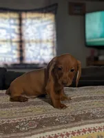 Willy, a male Miniature Dachshund for sale in Prim, AR – 4 of 5