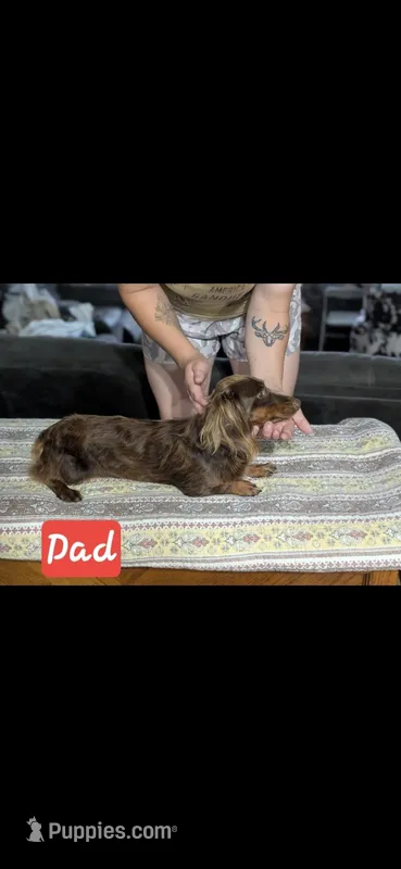 Saphi – Chiweenie puppy for sale in Prim, AR