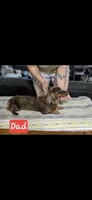 Saphi, a female Chiweenie for sale in Prim, AR – 1 of 1