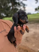 Waylon, a male Miniature Dachshund for sale in Prim, AR – 6 of 6