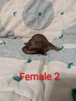 Spade, a female Miniature Dachshund for sale in Prim, AR – 3 of 8