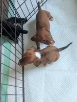 Diamond, a female Miniature Dachshund for sale in Prim, AR – 5 of 5
