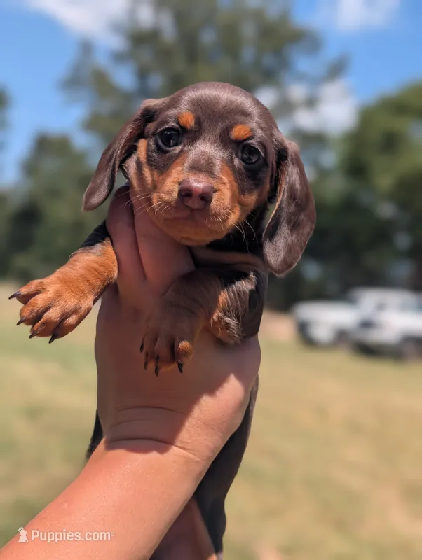 Pearl – Miniature Dachshund puppy for sale in Prim, AR