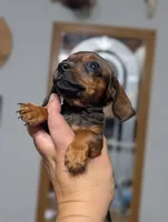 Kip, a female Miniature Dachshund for sale in Prim, AR – 3 of 3