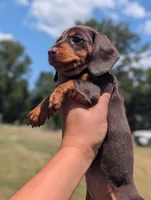 Pearl, a female Miniature Dachshund for sale in Prim, AR – 2 of 7