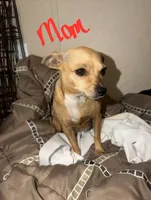 Monkey, a male Chiweenie for sale in Prim, AR – 4 of 6