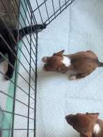 Diamond, a female Miniature Dachshund for sale in Prim, AR – 3 of 5