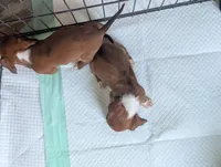 Diamond, a female Miniature Dachshund for sale in Prim, AR – 4 of 5