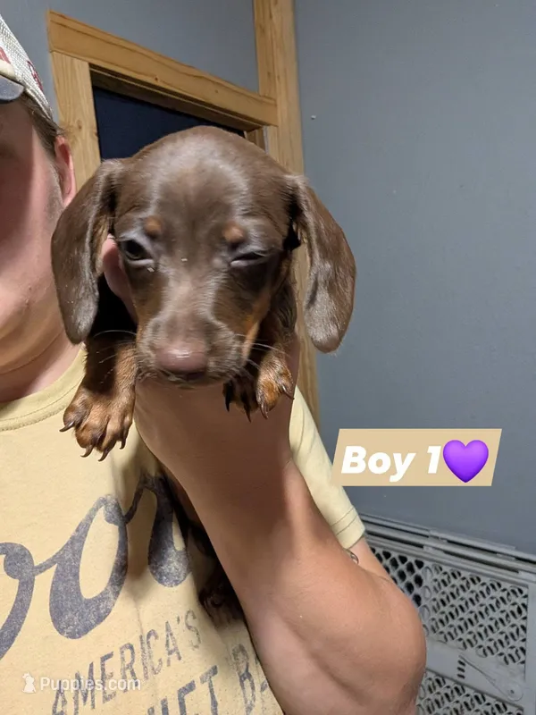 Billy – Miniature Dachshund puppy for sale in Prim, AR