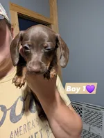 Billy, a male Miniature Dachshund for sale in Prim, AR – 1 of 2
