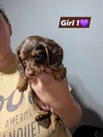 Milly, a female Miniature Dachshund for sale in Prim, AR – 2 of 2