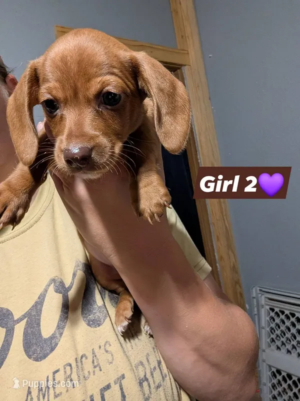 Tilly – Miniature Dachshund puppy for sale in Prim, AR