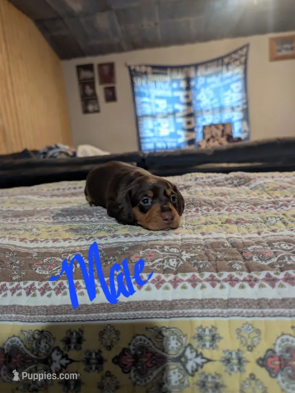 Hugo – Miniature Dachshund puppy for sale in Prim, AR