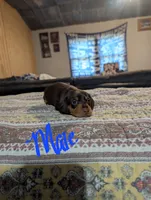 Hugo, a male Miniature Dachshund for sale in Prim, AR – 1 of 3