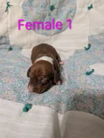 Diamond, a female Miniature Dachshund for sale in Prim, AR – 4 of 9