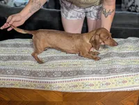 Billy, a male Miniature Dachshund for sale in Prim, AR – 4 of 4